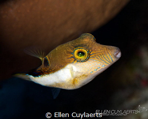 Sharpnose puffer by Ellen Cuylaerts 